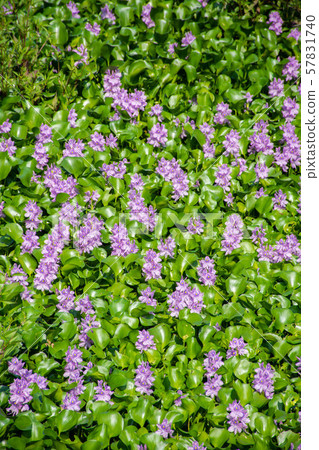 Pond water plant 57831740