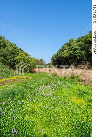 Landscape from the pond 57831741