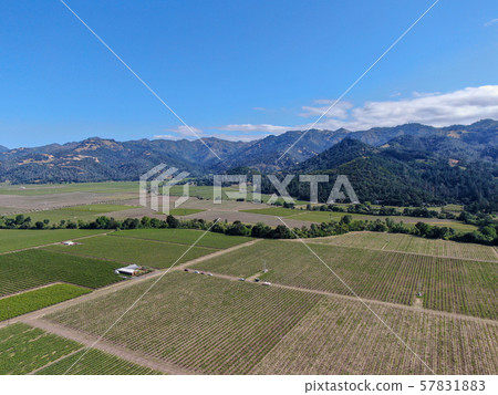 Aerial view of vineyard in Napa Valley during summer season 57831883
