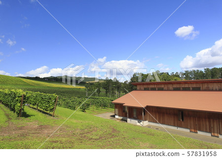 北海道葡萄園 57831958