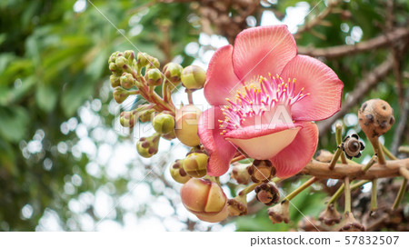 Shorea robusta or Cannonball flower in a garden. Shorea robusta or Cannonball flower in a garden. 57832507