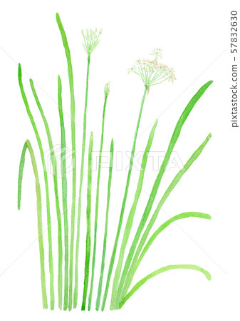 Allium tuberosum leek flower Allium tuberosum leek flower 57832630