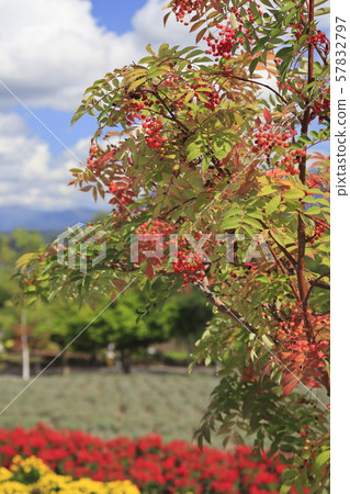 Rowan berries Rowan berries 57832797
