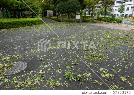 Kiba Park after passing typhoon Kiba Park after passing typhoon 57833173