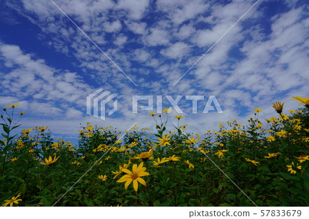 Yellow flowers of Jerusalem shine under the autumn sky Yellow flowers of Jerusalem shine under the autumn sky 57833679