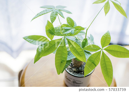 Pachira Pachira 57833739