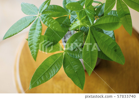 帕奇拉 帕奇拉 57833740