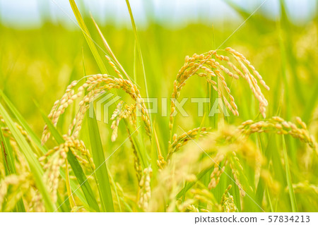 Japanese landscape "Inaho" Japanese landscape "Inaho" 57834213