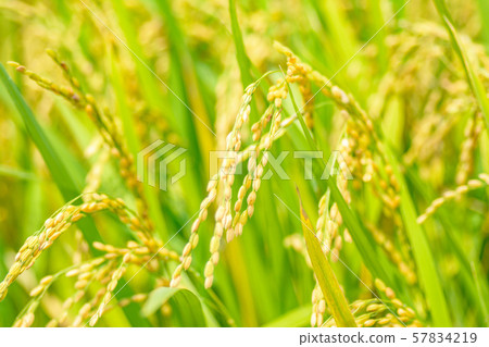 日本風景“稻荷” 57834219