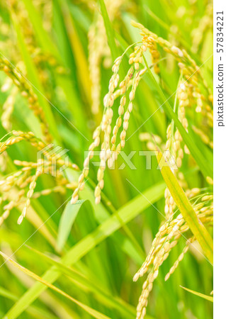 Japanese landscape "Inaho" 57834221