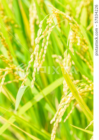 Japanese landscape "Inaho" 57834226