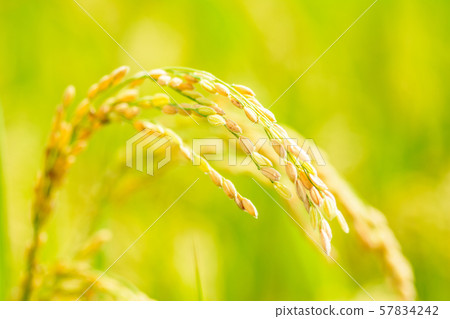 Japanese landscape "Inaho" 57834242