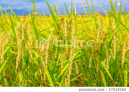 Japanese landscape "Inaho" 57834568