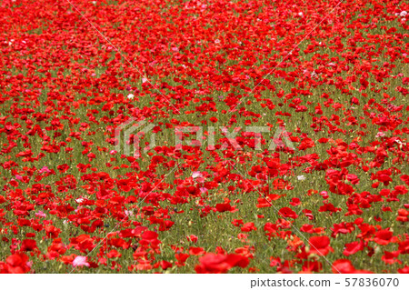 Poppy field filled with red petals (8) Poppy field filled with red petals (8) 57836070