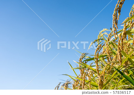 Copy space of rice and blue sky at harvest time 57836517