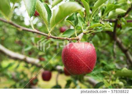 Apple farm Apple picking 57838822