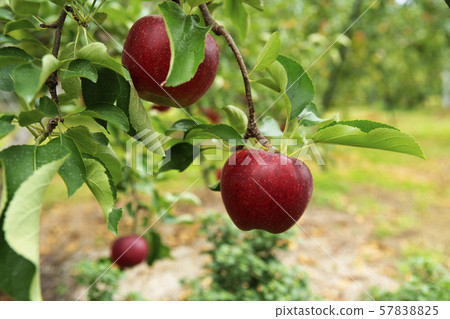 Apple farm Apple picking 57838825
