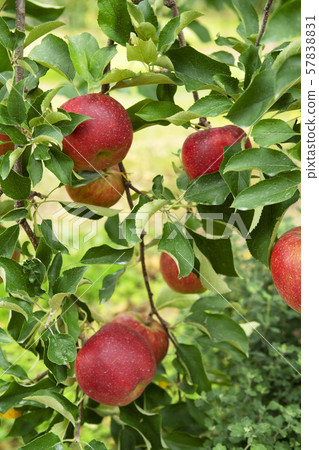 蘋果農場蘋果採摘 57838831