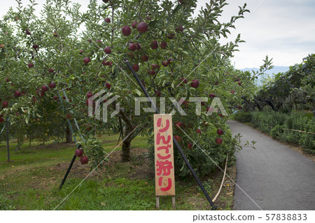Apple farm Apple picking Apple farm Apple picking 57838833