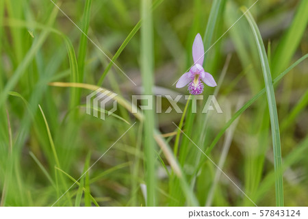 Pogonia粳 Pogonia粳 57843124