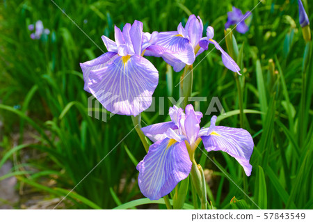 Hana shawab Hana shawab 57843549