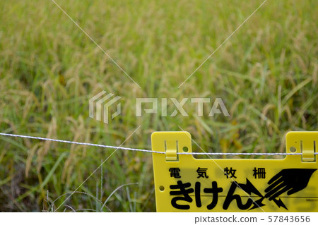 Electric fence of rice field 57843656