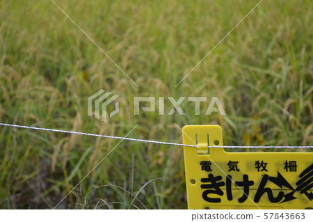 米領域電籬芭 57843663