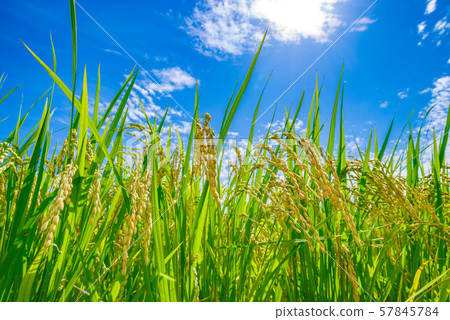 Japanese landscape "Inaho" 57845784