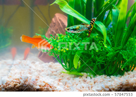 Little fish in fish tank or aquarium, gold fish, guppy and red