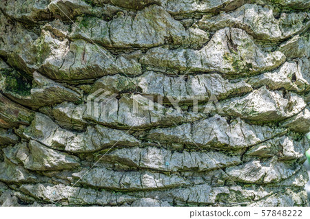 Large trunk of a palm tree with a detailed image of the structure 57848222