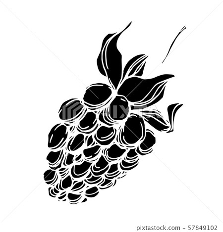 Vector Blackberry healthy food. Black and white engraved ink art. Isolated berry illustration Vector Blackberry healthy food. Black and white engraved ink art. Isolated berry illustration 57849102