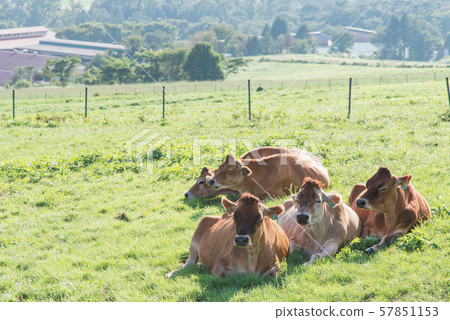 Hiruzen Plateau Hiruzen Plateau 57851153