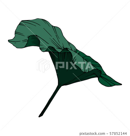 Vector Lotus floral botanical flower. Black and white engraved ink art. Isolated lotus illustration 57852144