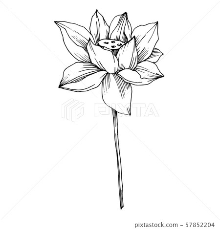 Vector Lotus floral botanical flower. Black and white engraved ink art. Isolated lotus illustration 57852204