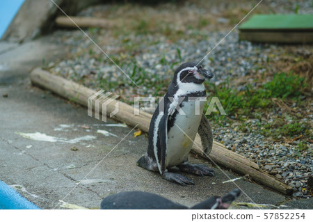 Penguin upright 57852254