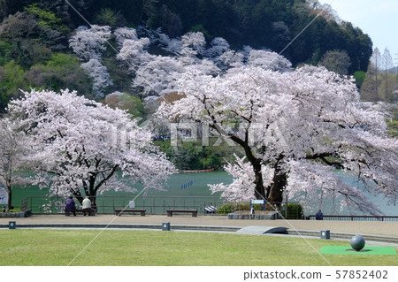   櫻花在湖邊 57852402