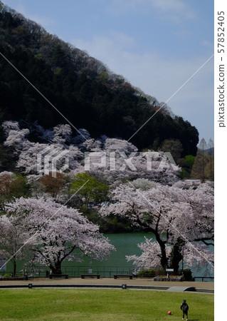   櫻花在湖邊 57852405