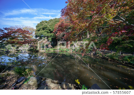 肥後細川花園秋葉 57855607