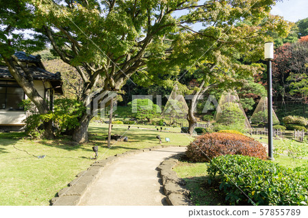 肥後細川花園秋葉 57855789