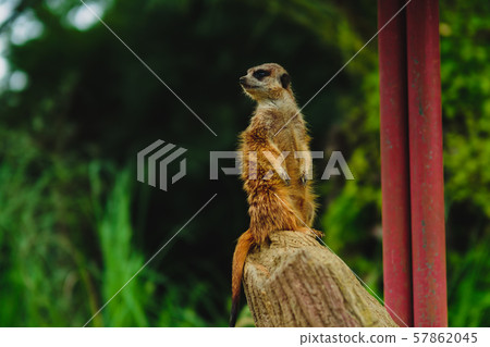 Meerkat diagonal 57862045