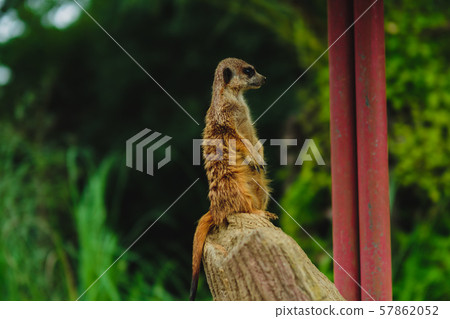 Meerkat left Meerkat left 57862052