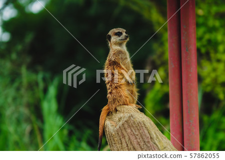 Meerkat left diagonally forward 57862055