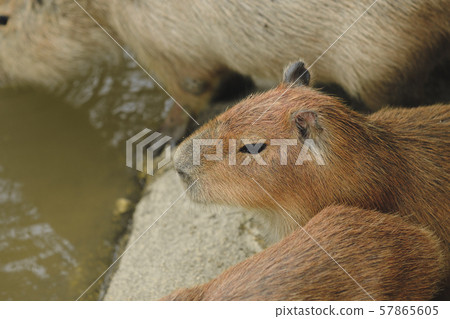 A group of papybara 57865605