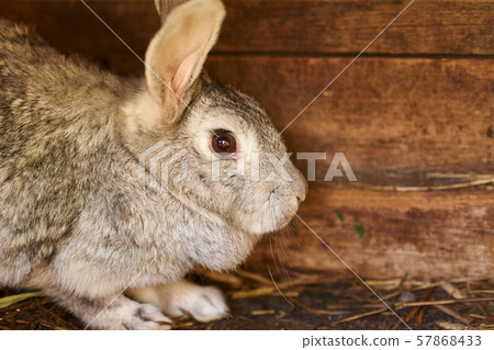 Gray and brown rabbit in cage, close up Gray and brown rabbit in cage, close up 57868433