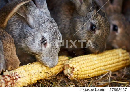 Gray and brown rabbit in cage, close up Gray and brown rabbit in cage, close up 57868437