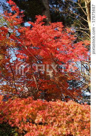 Maple leaves 57875687