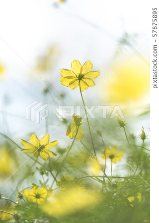 Cosmos Lemon Bright (Yellow Cosmos) Cosmos Lemon Bright (Yellow Cosmos) 57875895