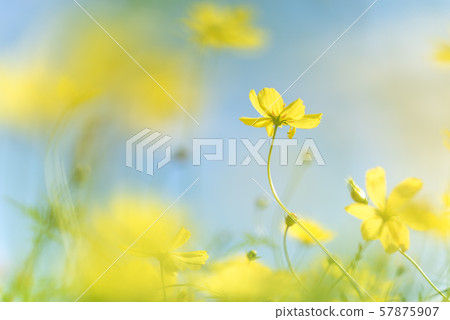 Cosmos Lemon Bright (Yellow Cosmos) 57875907