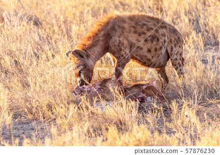 Spotted Hyena with Prey 57876230