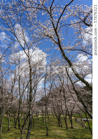 Sakura Kanazawa's famous cherry blossoms Sakura Kanazawa's famous cherry blossoms 57876321